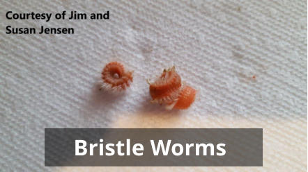 Bristle Worms